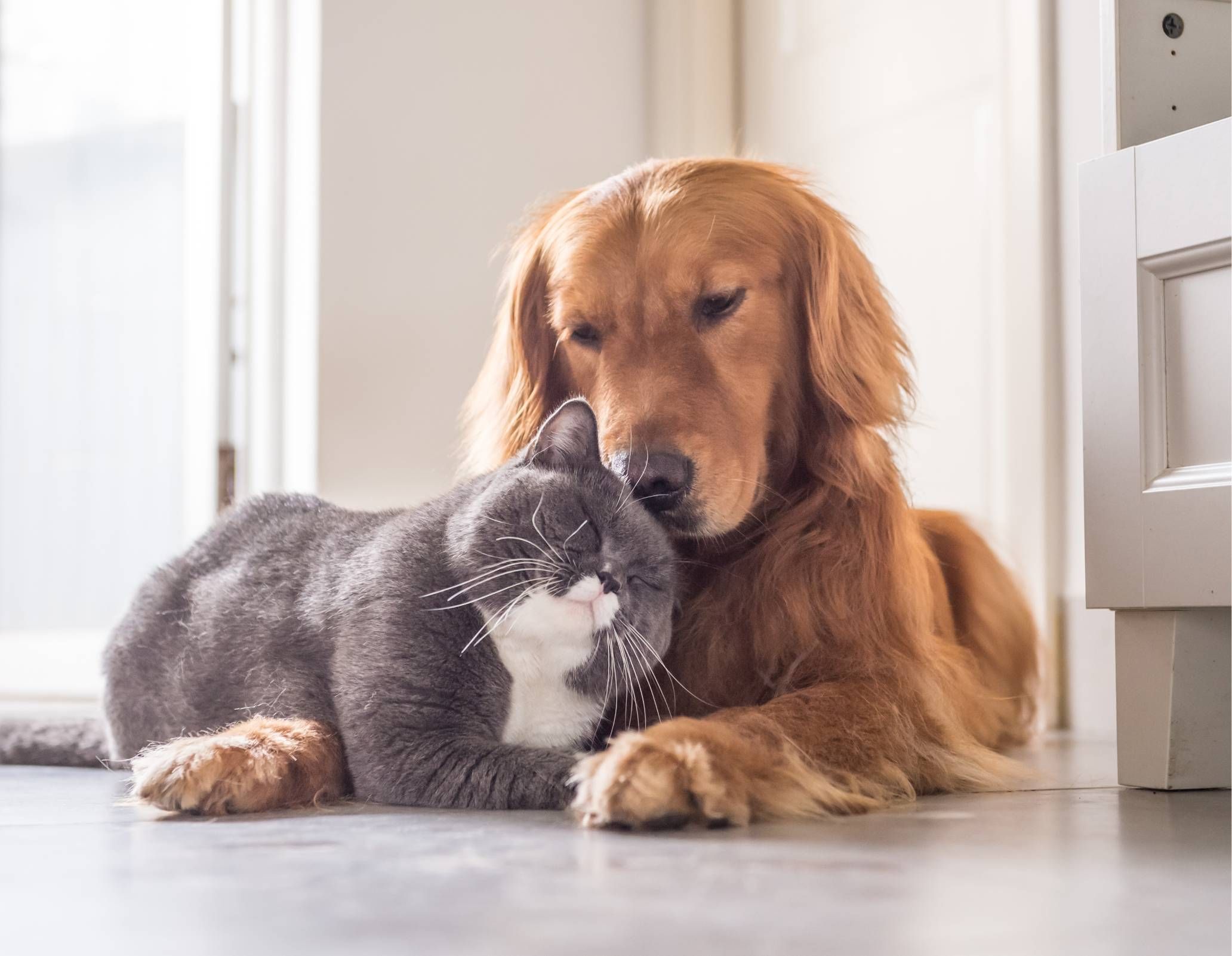 500 West Trade Apartments pet friendly community with dog and cat cuddling